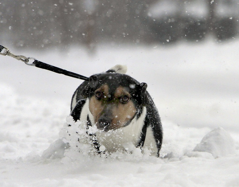 Illustration for article titled Adorable Kids And Adorable Dogs Make The Most Of Snow